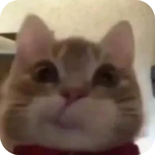 Video sticker 🐱 Vic ✨👽✨