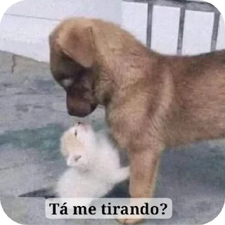 Video sticker 🐶 Vic ✨👽✨