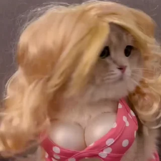 Video sticker 🐾 ‌ ‌ ‌ ‌ ‌ ‌  ‌  ‌ ‌𝖯𝗂𝗌‌𝗁𝗂 @Denny9x 6.𝗑︎𝗈