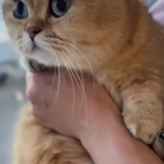 Video sticker 🐾 ‌ ‌ ‌ ‌ ‌ ‌  ‌  ‌ ‌𝖯𝗂𝗌‌𝗁𝗂 @Denny9x 6.𝗑︎𝗈