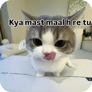 Telegram sticker 🐱 @chowv Random 3