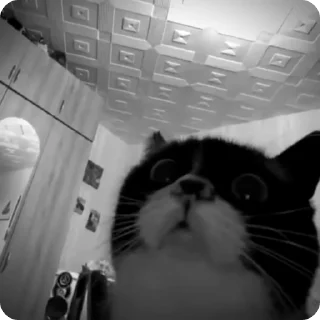 Video sticker 🐾 Больше стиков тут: @stikery4