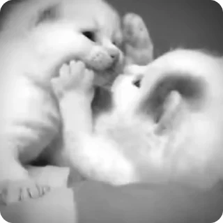 Video sticker 🐾 Больше стиков тут: @stikery4