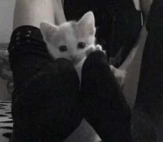 Video sticker 🌟 Не жми ⮕ @Emoji04 • @Emojis4