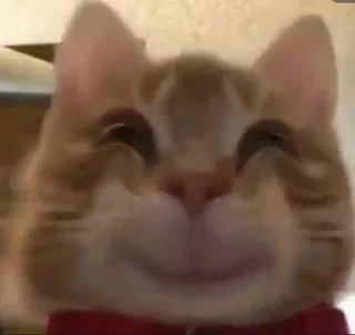 Video sticker 😸 Harunala's @Jungkoogk :: @fStikBot