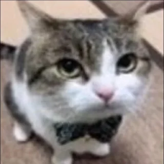 Telegram stiker 🤩 сука)