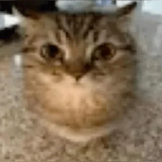 Video sticker 🤔 сука)