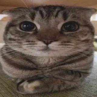 Telegram stiker 🥱 сука)