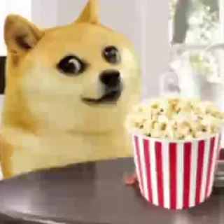 Video sticker 🎈 @Racconrocket123 vol 1 :: @fStikBot