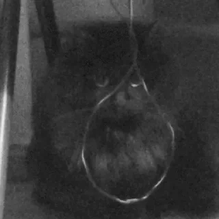 Video sticker ☠️ friendly suicide sticker pack