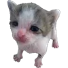 Video sticker 👀 cats ➜ @emoji1