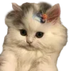 Video sticker 🤩 cats ➜ @emoji1
