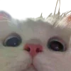 Video sticker 🤩 cats ➜ @emoji1