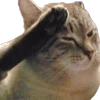 Video sticker 🫡 cats ➜ @emoji1