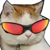 Video sticker 😎 cats ➜ @emoji1