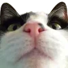 Video sticker 🤩 cats ➜ @emoji1