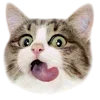 Video sticker 🥟 cats ➜ @emoji1