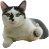 Video sticker 🤩 cats ➜ @emoji1