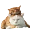 Video sticker 🤩 cats ➜ @emoji1