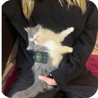 Телеграм стикер 🐱 ванзи нож @ssxneo