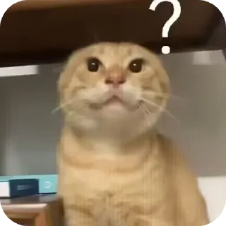 Video sticker 🐱 耄耋表情包整合版ox :: @fStikBot