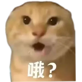 Telegram sticker 🐱 耄耋表情包整合版ox :: @fStikBot