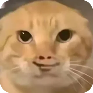 Video sticker 🐱 耄耋表情包整合版ox :: @fStikBot