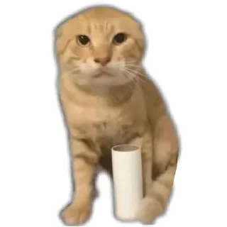 Telegram sticker 🐱 耄耋表情包整合版ox :: @fStikBot