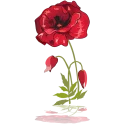 Video sticker 💐 Lovely