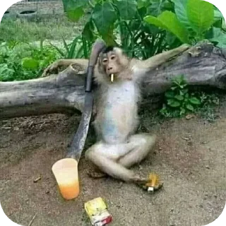 Video sticker 🗿 Mnshsh