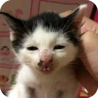 Video sticker 👍 Mnshsh