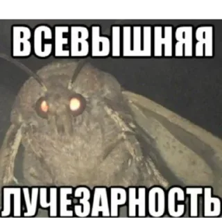 Video sticker 💡 Луча :3