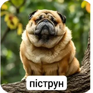 Video sticker 🤙 Піпідастр @pisuncik228
