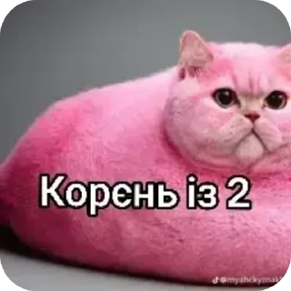 Telegram sticker 🤙 Піпідастр @pisuncik228