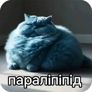 Video sticker 🤙 Піпідастр @pisuncik228