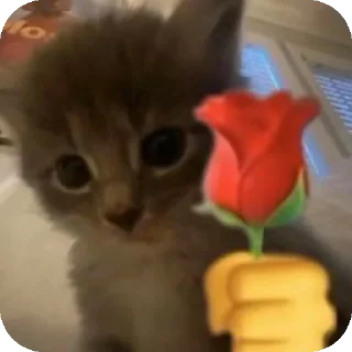 Telegram stiker 🌹 Mg Kevin sticker😺