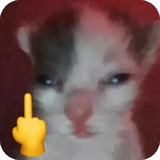 Telegram stiker 🖕 Mg Kevin sticker😺