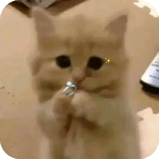 Telegram stiker 💍 Mg Kevin sticker😺