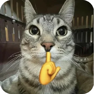 Telegram stiker 🤫 Mg Kevin sticker😺