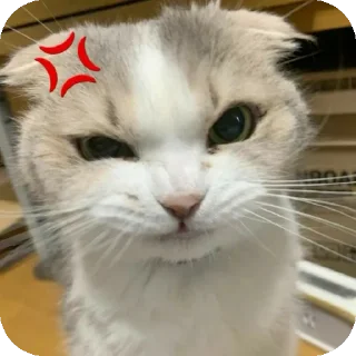 Sticker 😾 Mg Kevin sticker😺