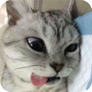 Video sticker 🤪 Mg Kevin sticker😺