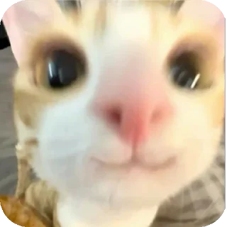 Video sticker 🙂 Mg Kevin sticker😺