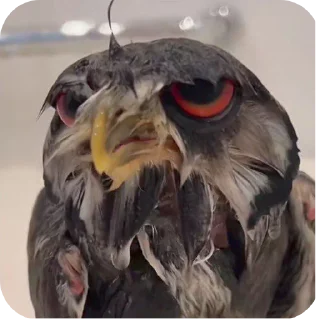 Video sticker 🐦 ❤️‍🩹 @CrocoDraw_Bot