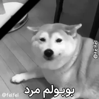 Video sticker 🌶 @ChilJagh