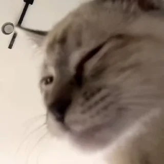 Video sticker 🐱 Cats by @offstikbot