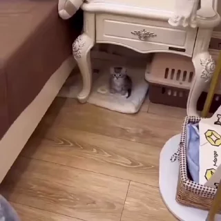 Video sticker 🐱 Cats by @offstikbot