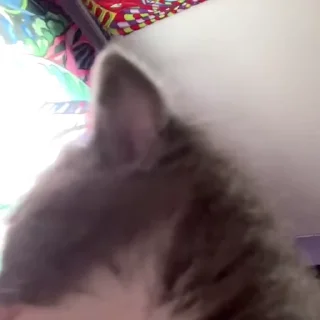 Video sticker 🐱 Cats by @offstikbot