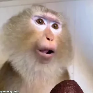 Video sticker 🌟 лола от 👉🏻 @monkey_stan