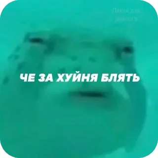 Video sticker 🧥 Ю