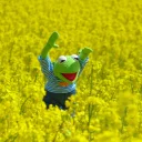 Video sticker 💐 Kermit The Frog